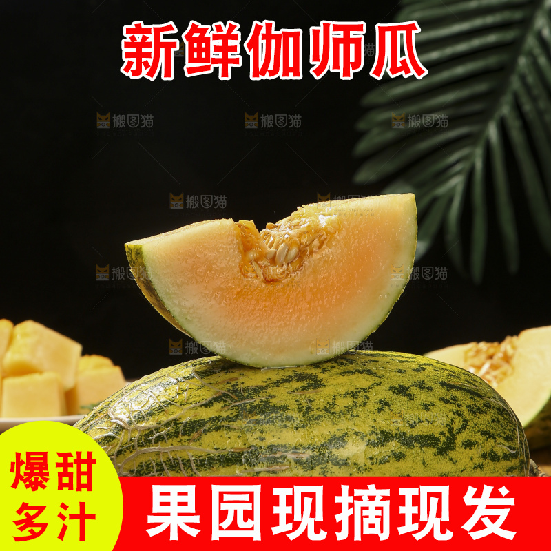 木底上放着伽师瓜