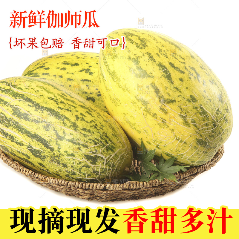 白底上放着新疆伽师瓜