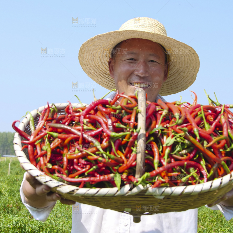 辣椒产地