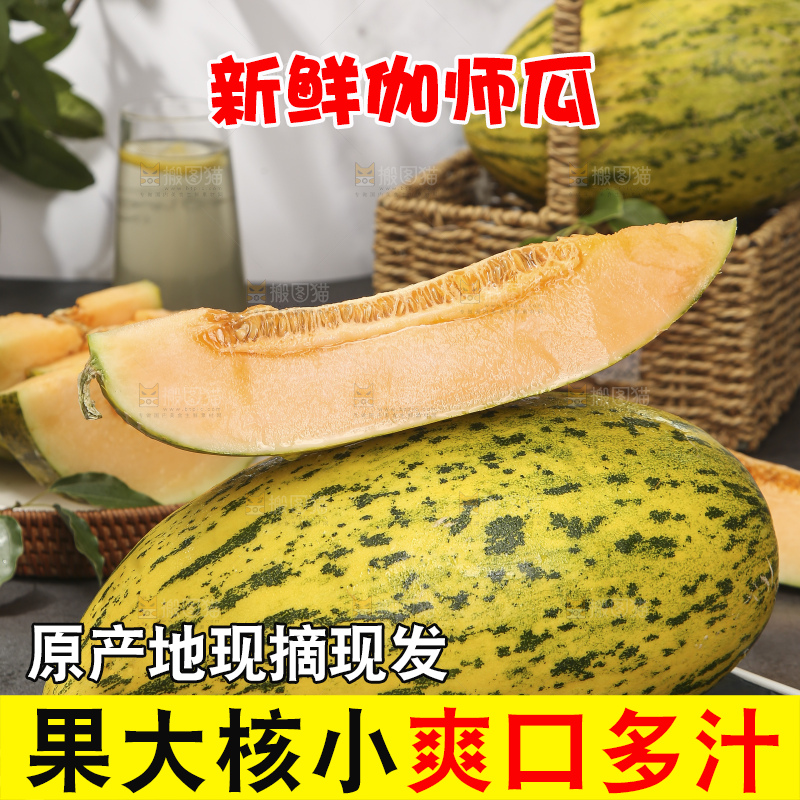 深底上的新疆伽师瓜