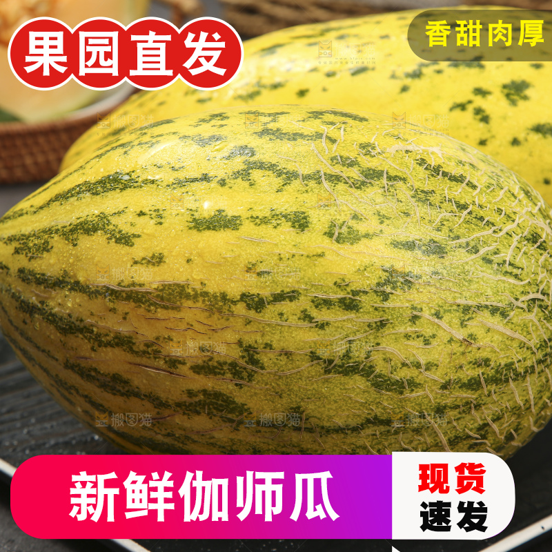 深底上的新疆伽师瓜
