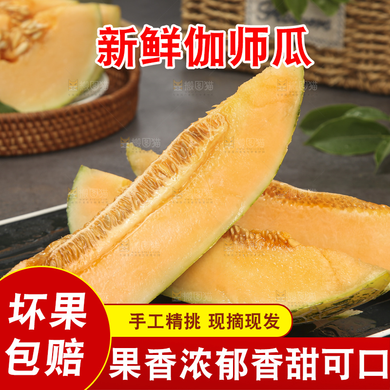 深底上的新疆伽师瓜