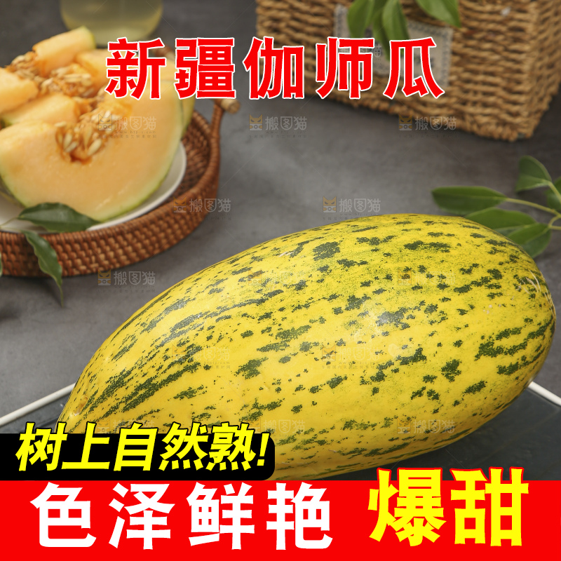 深底上的新疆伽师瓜