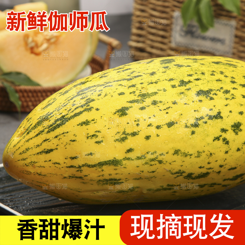 深底上的新疆伽师瓜