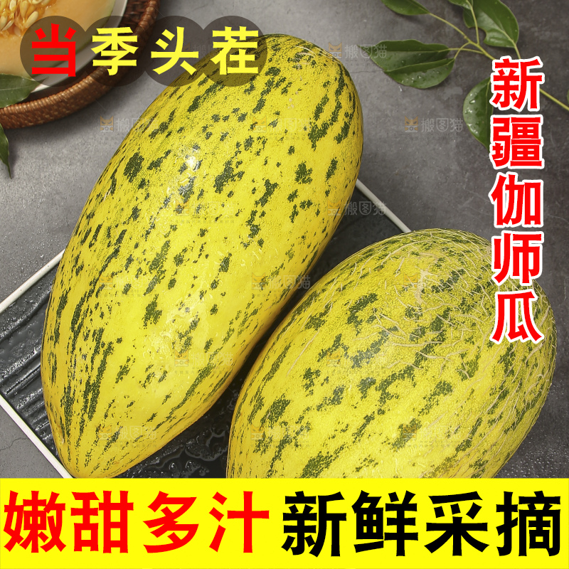 深底上的新疆伽师瓜