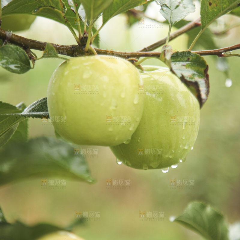 青苹果产地