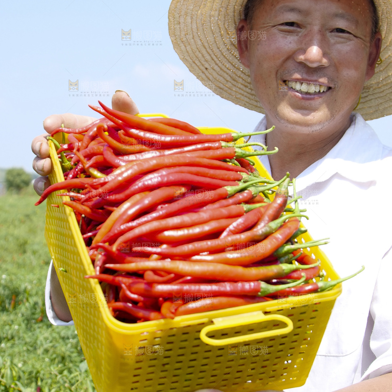 辣椒产地