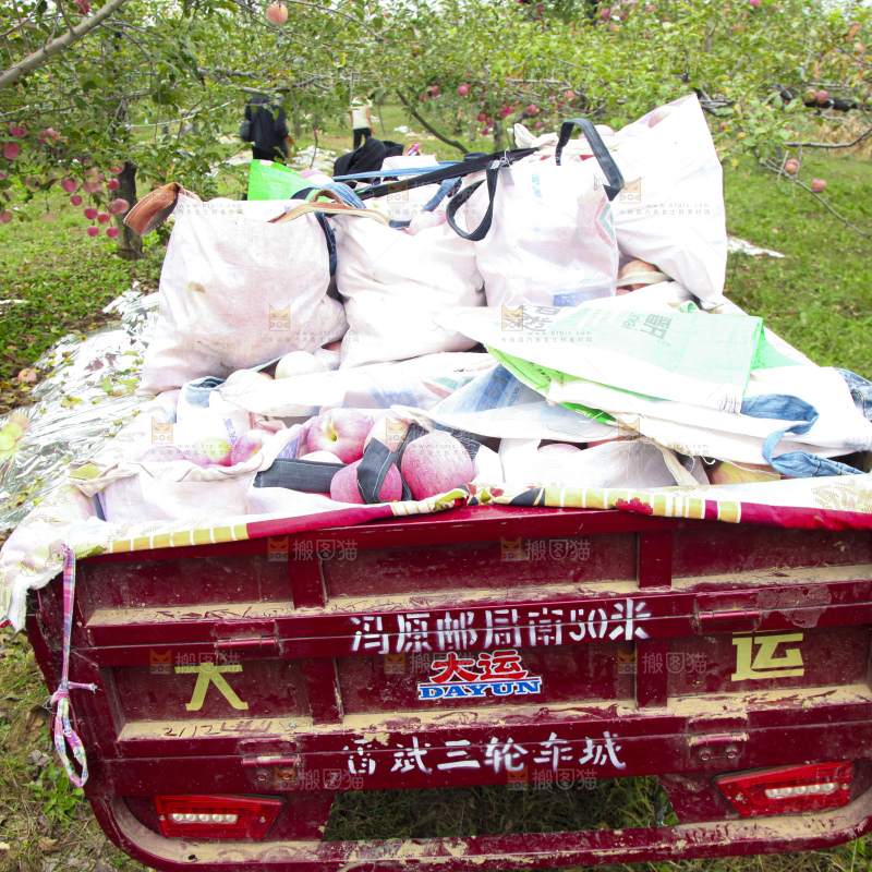红富士苹果产地