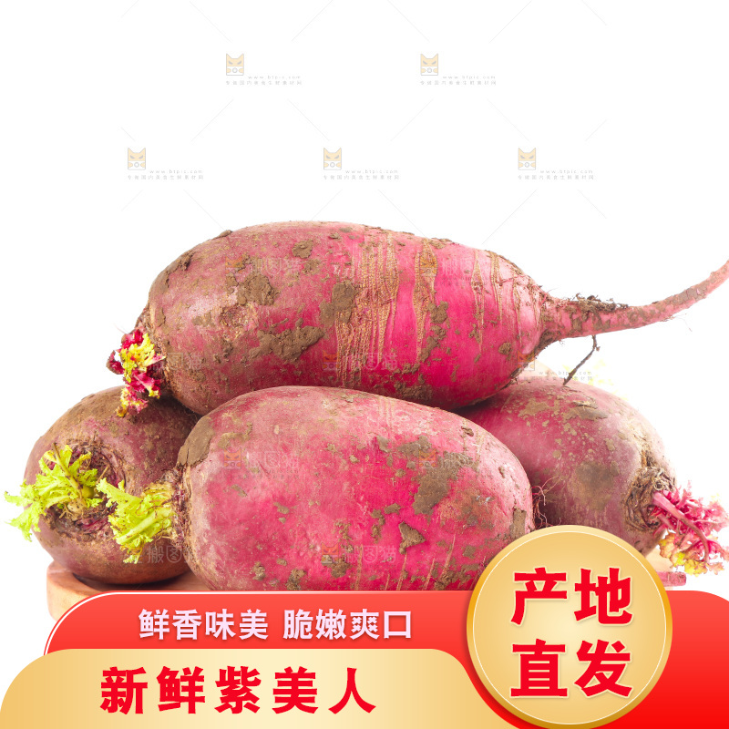 白底上的紫美人萝卜