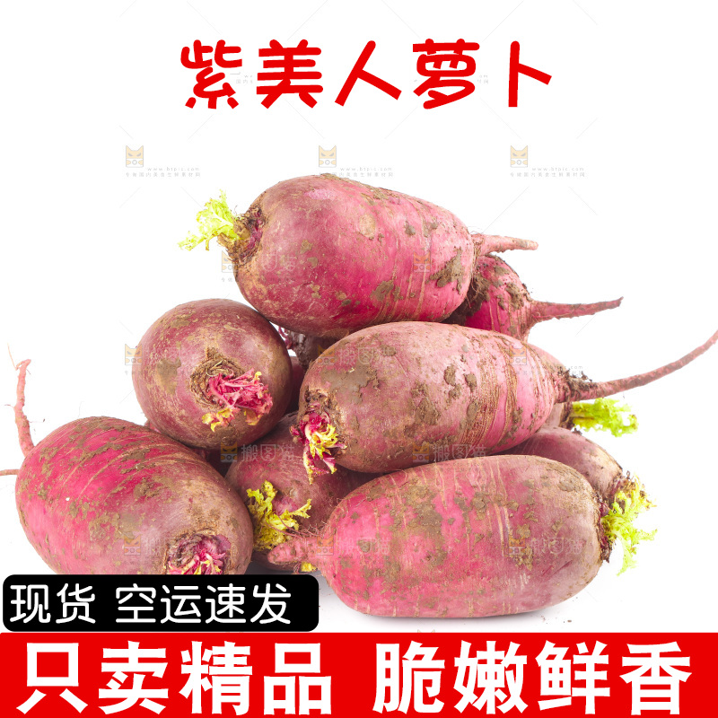 白底上的紫美人萝卜