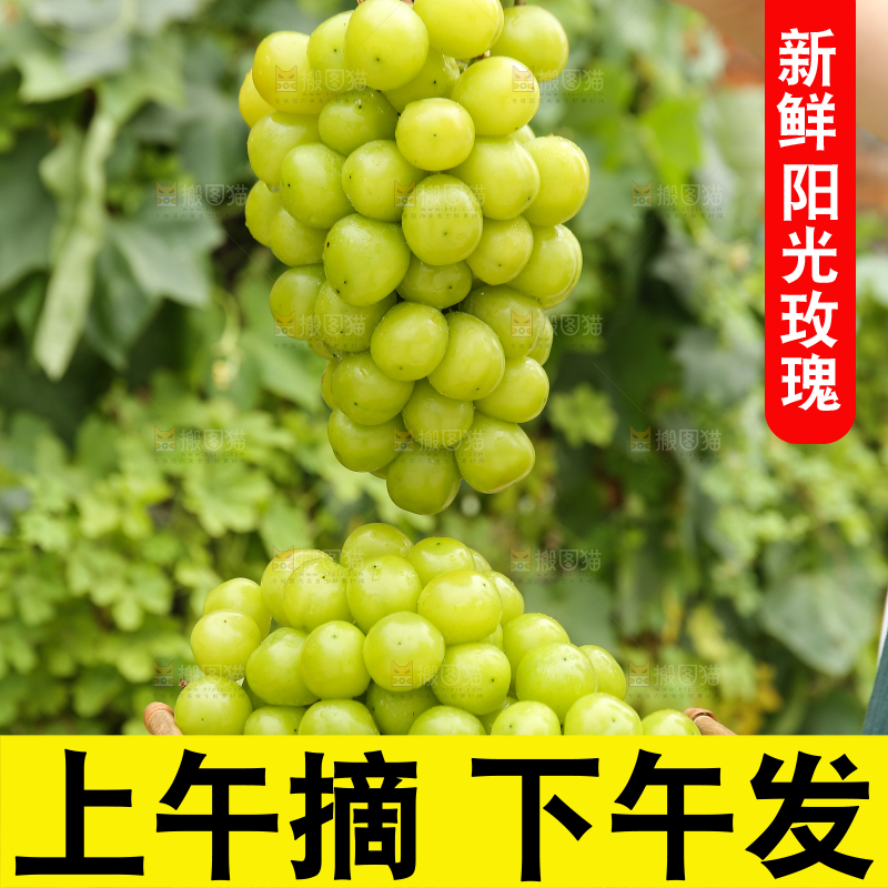 手里拿着阳光玫瑰