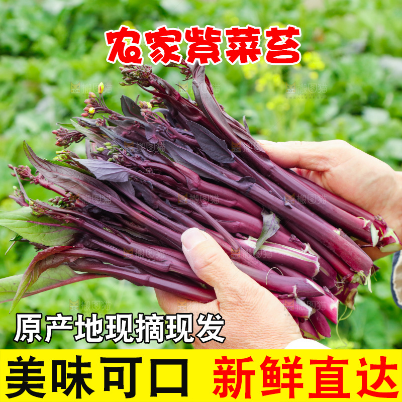 手里拿着紫菜苔