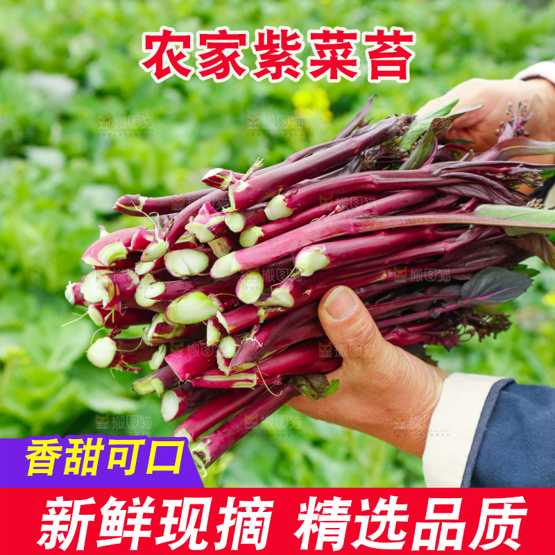 手里拿着紫菜苔