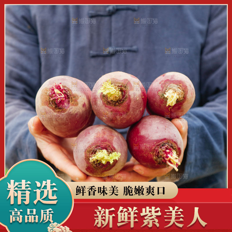 手里拿着紫美人萝卜