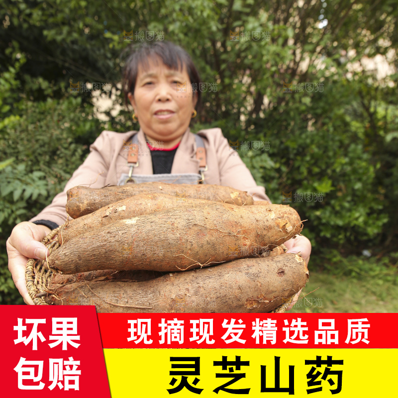 手里拿着灵芝山药