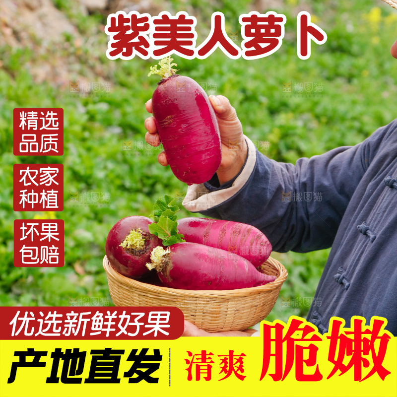 手里拿着紫美人萝卜