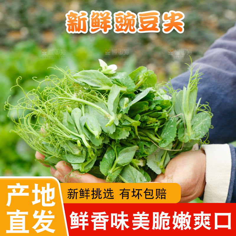 手里拿着豌豆苗