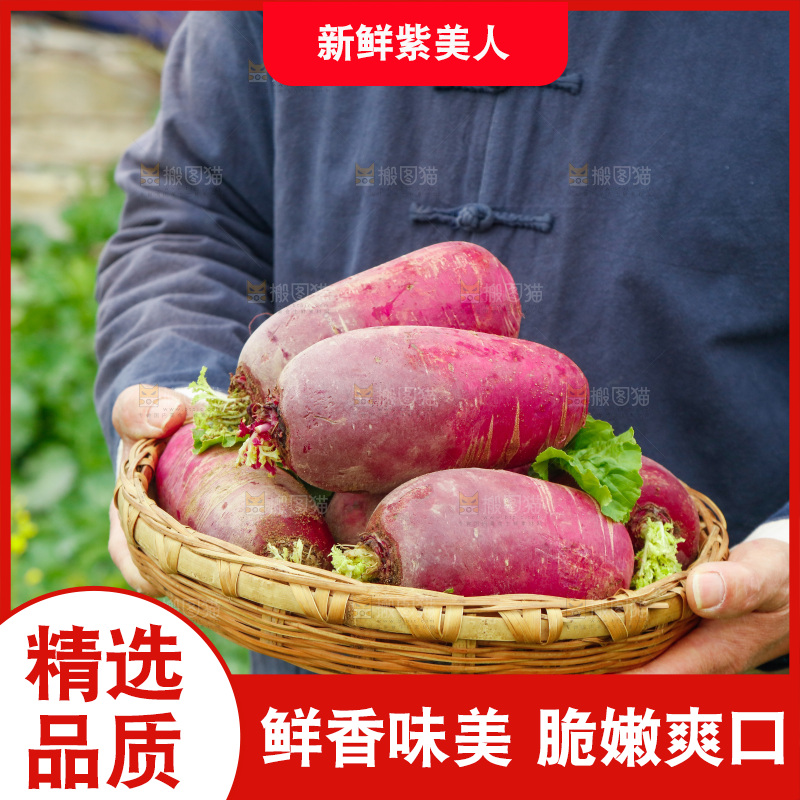 手里拿着紫美人萝卜