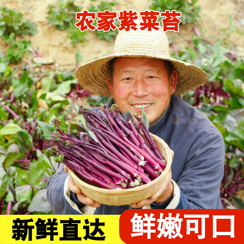 手里拿着紫菜苔