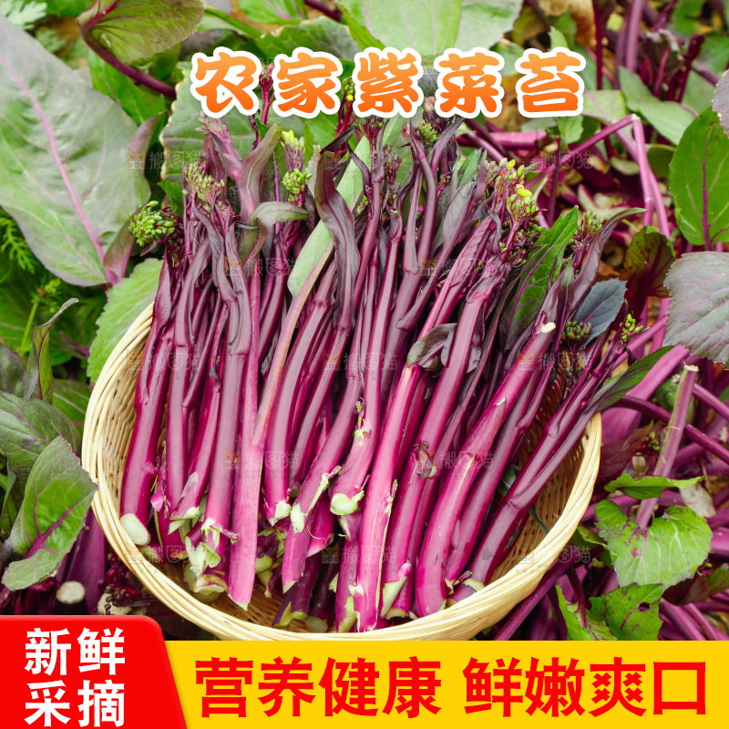 手里拿着紫菜苔