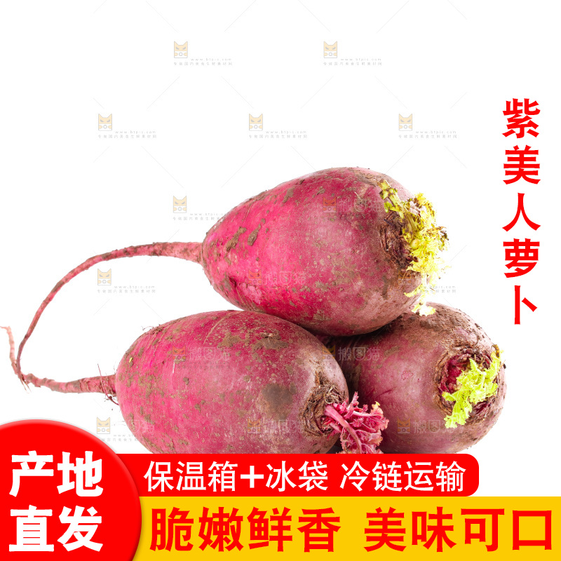白底上的紫美人萝卜