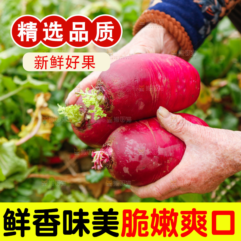 手里拿着紫美人萝卜