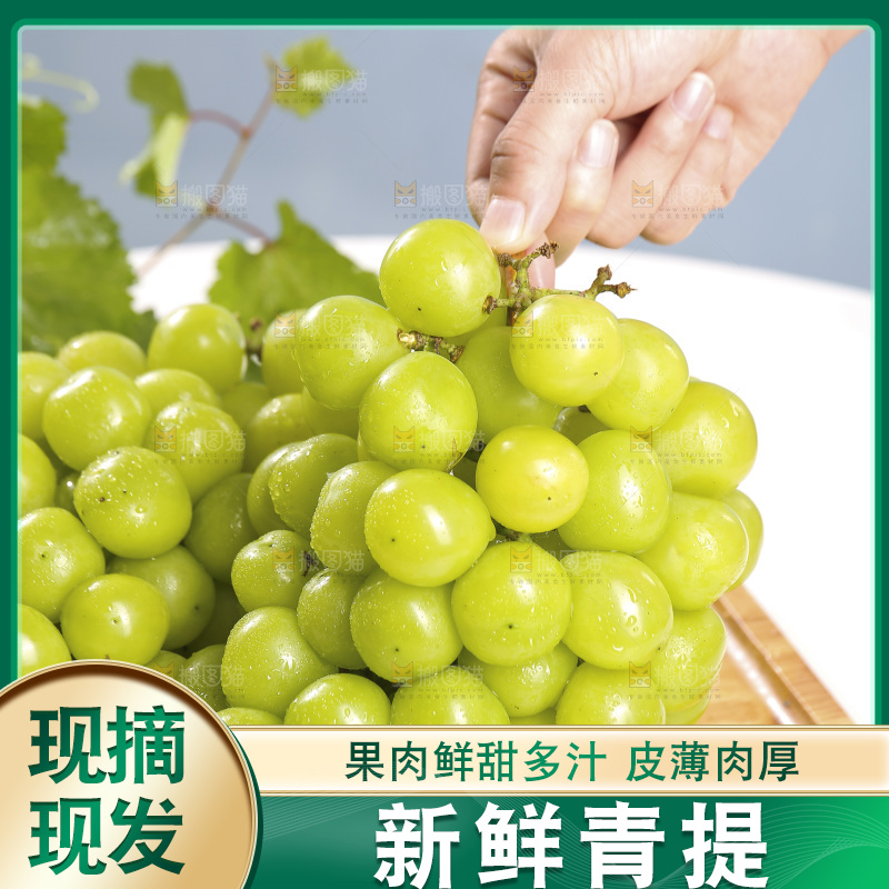 浅底上的晴王香印青提