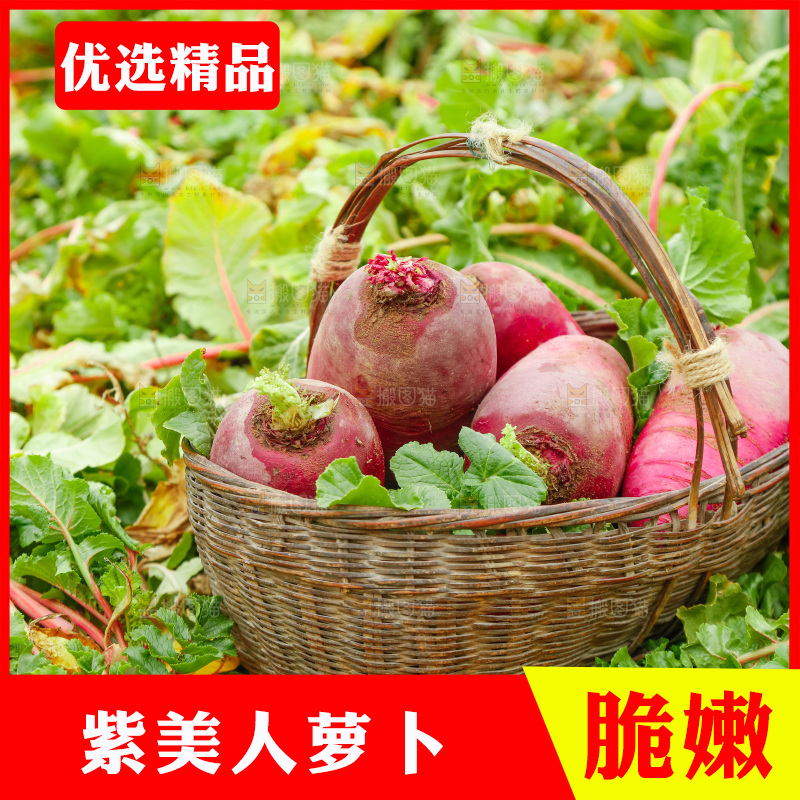 手里拿着紫美人萝卜