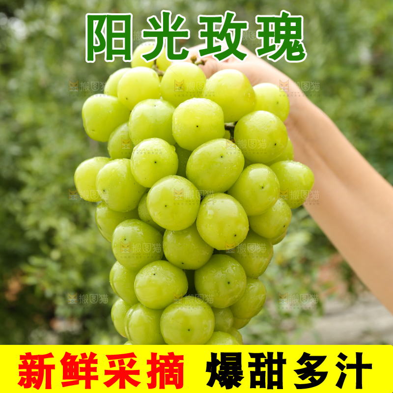 手里拿着阳光玫瑰