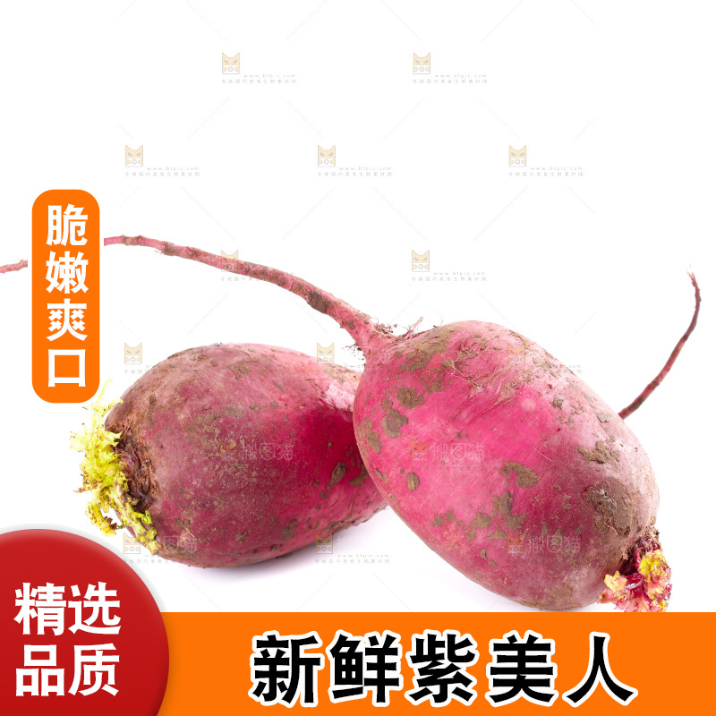 白底上的紫美人萝卜