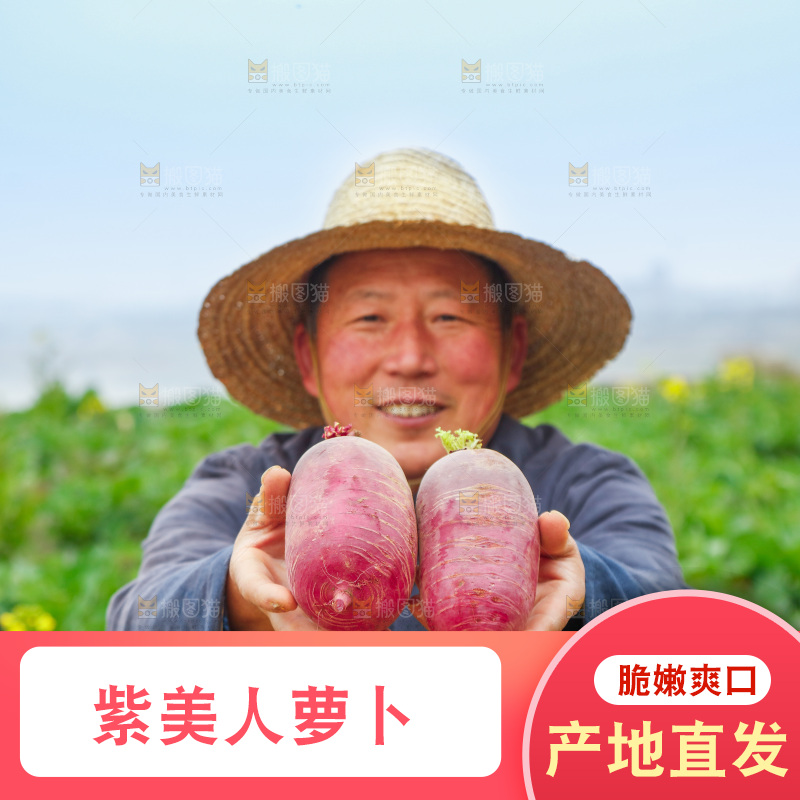 手里拿着紫美人萝卜