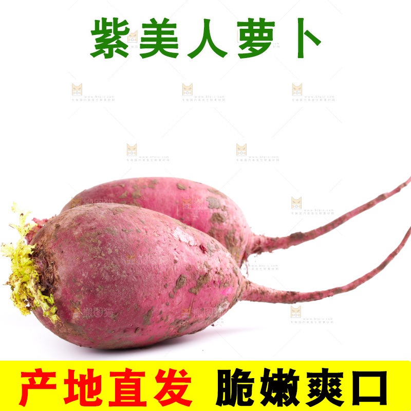 白底上的紫美人萝卜