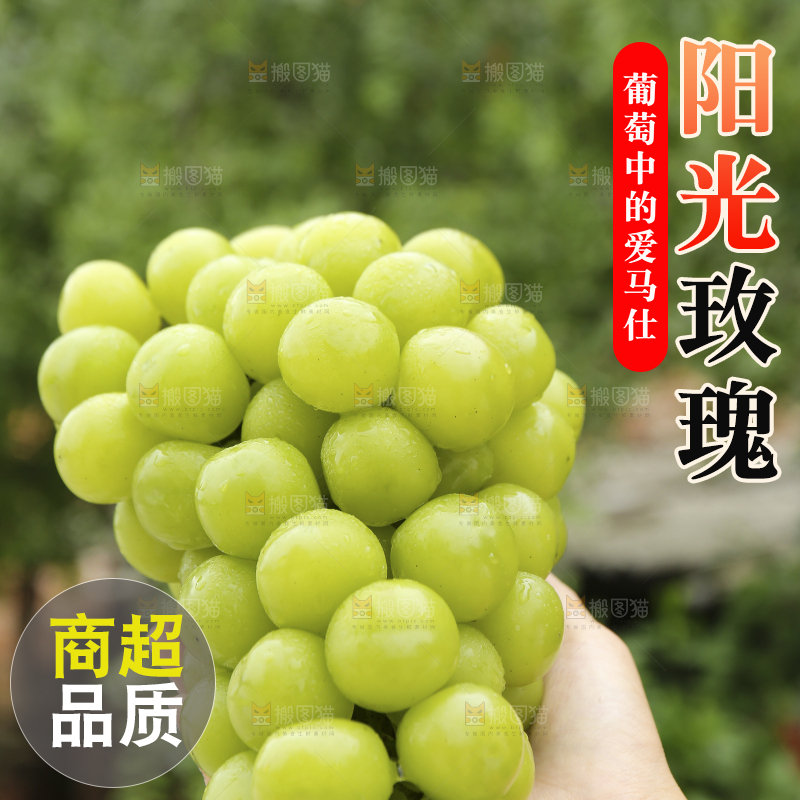 手里拿着阳光玫瑰