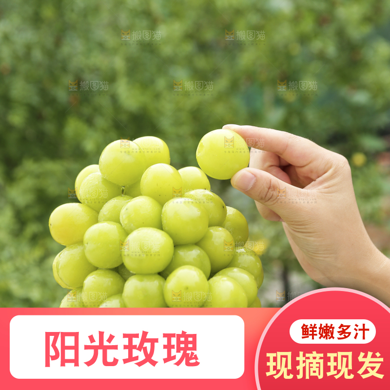 手里拿着阳光玫瑰