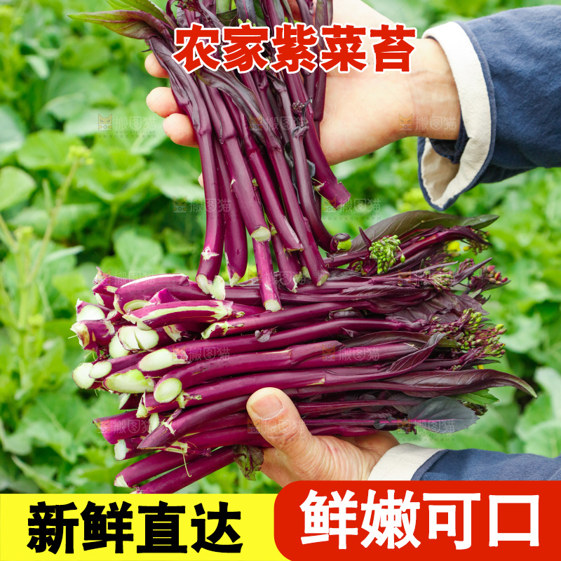 手里拿着紫菜苔