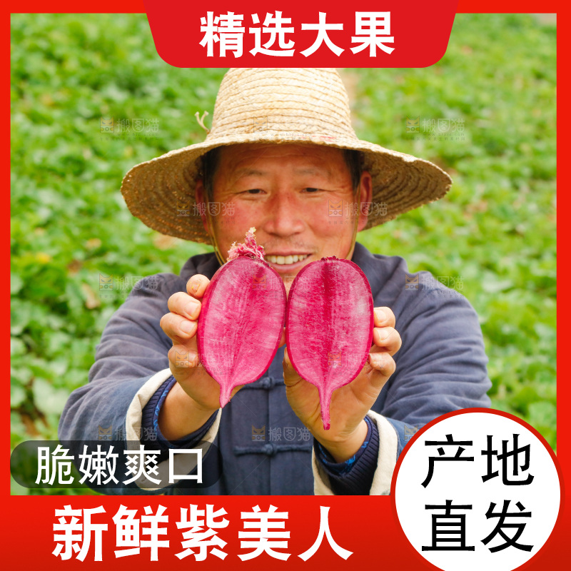 手里拿着紫美人萝卜