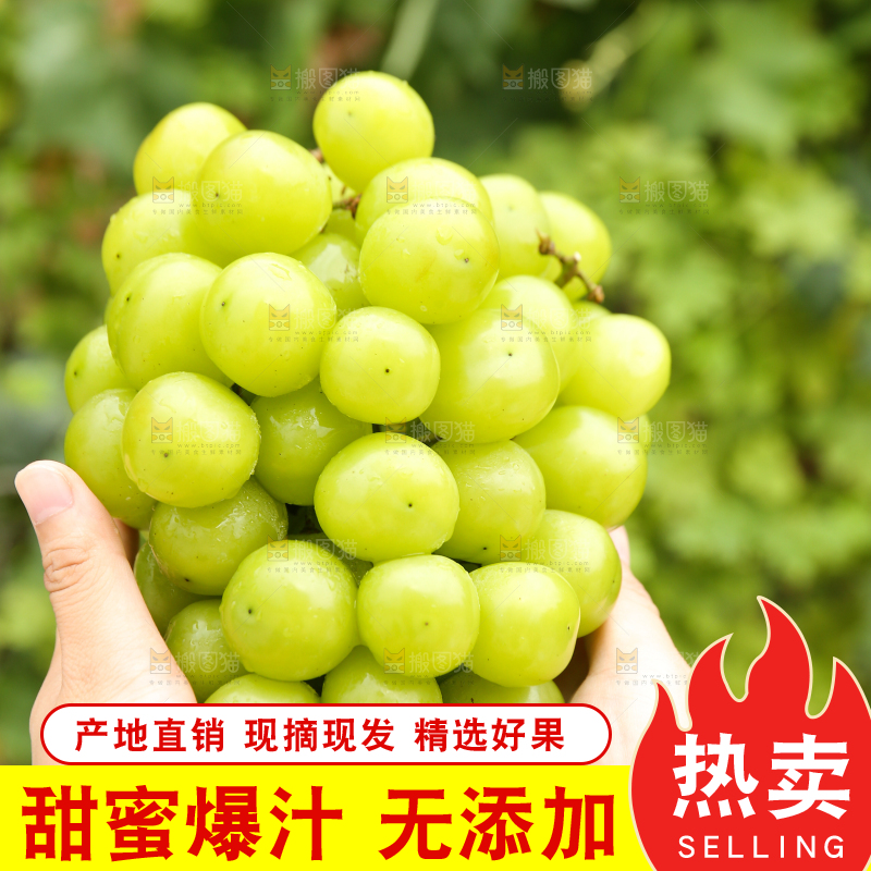 手里拿着阳光玫瑰