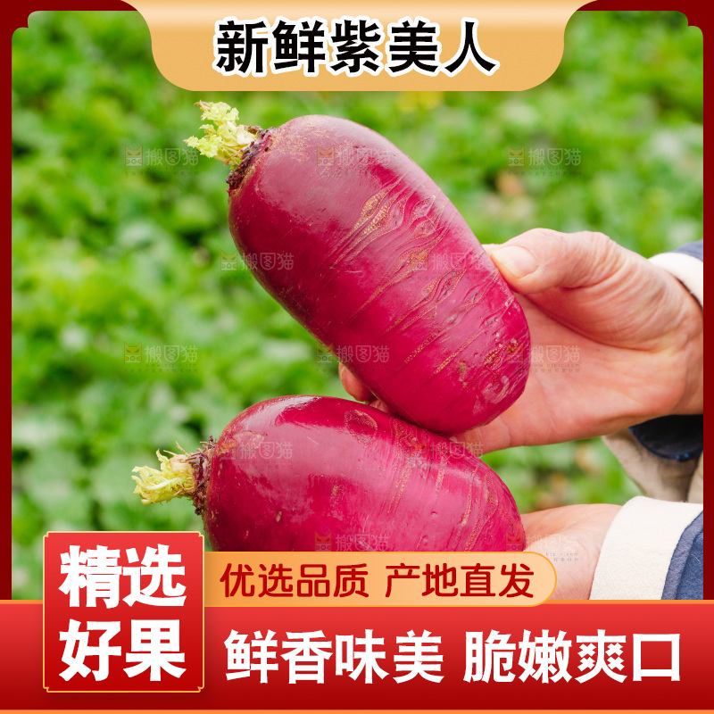 手里拿着紫美人萝卜