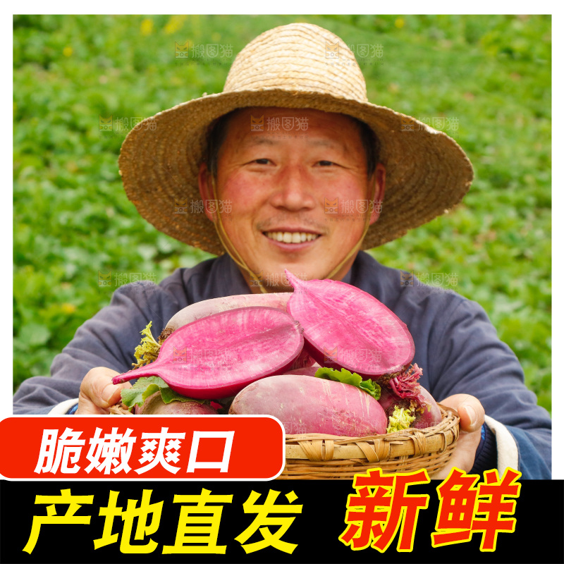 手里拿着紫美人萝卜