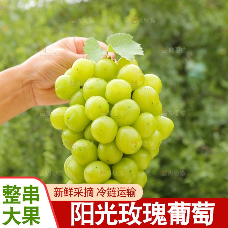 手里拿着阳光玫瑰