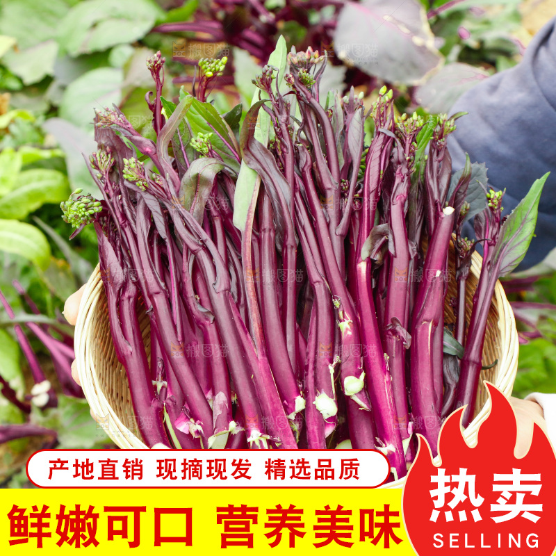 手里拿着紫菜苔