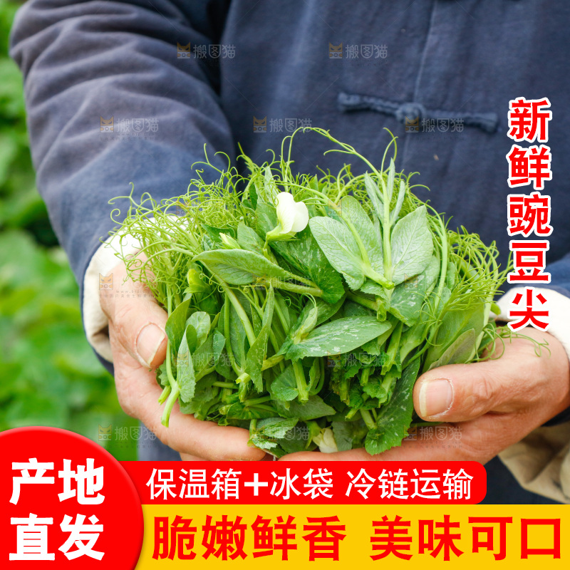 手里拿着豌豆苗