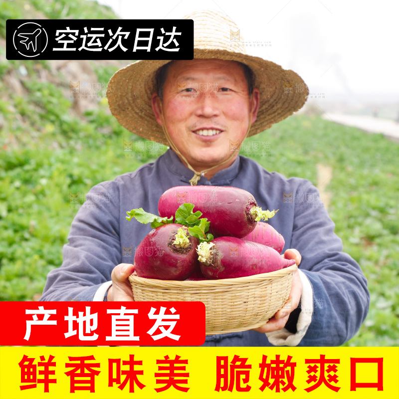 手里拿着紫美人萝卜