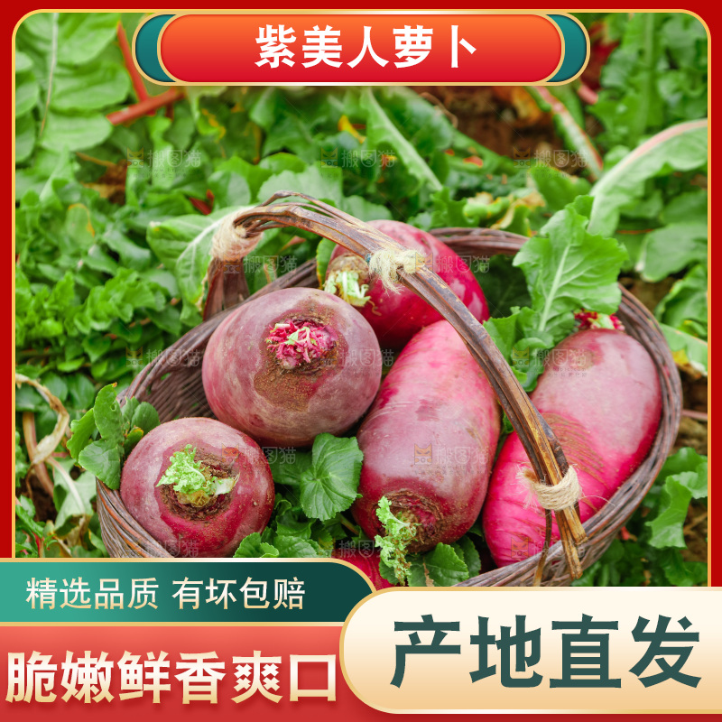手里拿着紫美人萝卜