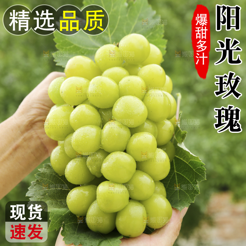 手里拿着阳光玫瑰