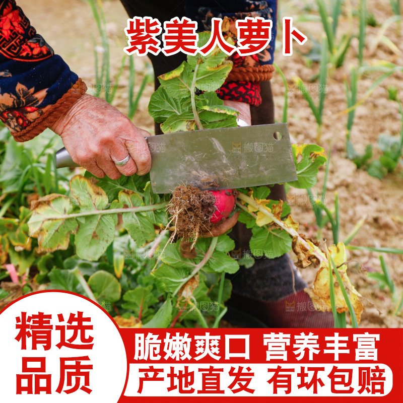 手里拿着紫美人萝卜