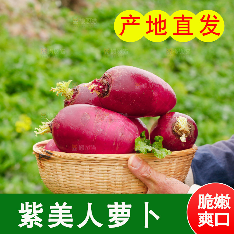 手里拿着紫美人萝卜