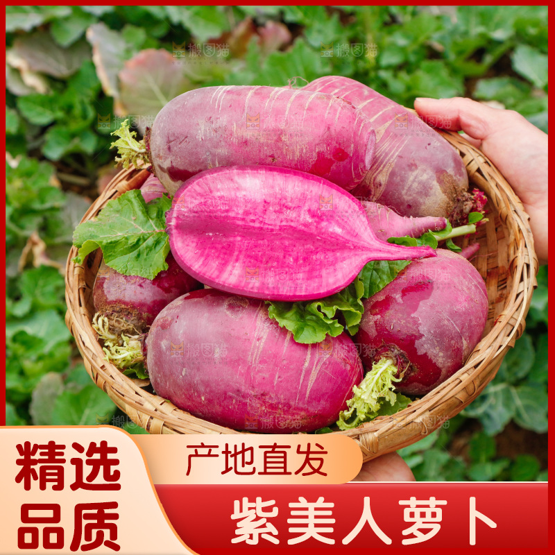 手里拿着紫美人萝卜