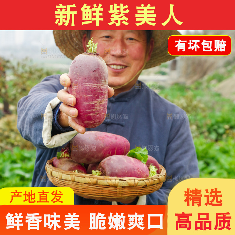 手里拿着紫美人萝卜