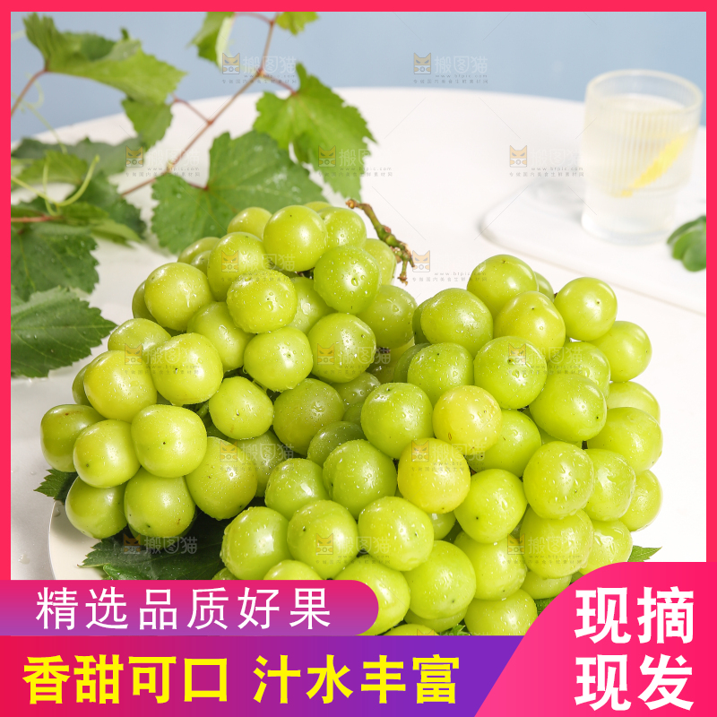 浅底上的晴王香印青提